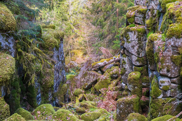 Poster - Rocky ravine in a forest