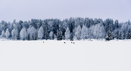 Wall Mural - winter landscape view of field and snowy forest with deer in the field