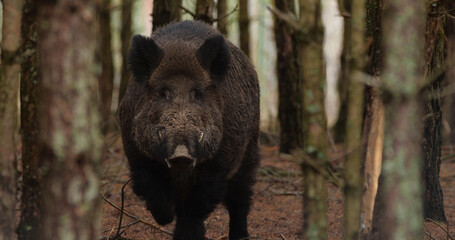 portrait of wild boar (sun scrofa) in natural habitats
