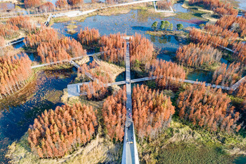 Wall Mural - Aerial photography of red metasequoia forest in Aixi Lake Wetland Park, Nanchang, Jiangxi, China