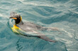 schwimmender Königspinguin (APTENODYTES PATAGONICUS) im blauen Meeres Wasser vor Süd Georgien