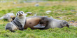 weibliche antarktische Pelzrobbe (Arctocephalus gazella) _ antarktischer Seebär /liegt in Südgeorgien in ihrer natürlichen Umgebung im grünen Tussock Gras und säugt Ihr Baby