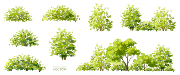 Vector watercolor of tree side view isolated on white background for landscape and architecture drawing, elements for environment and garden, painting botanical for section and elevation