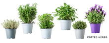 Fresh Garden Herbs In Pot Set. PNG With Transparent Background. Without Shadow.