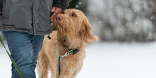 Magyar Vizsla. Dog Handler Is Walking With His Obedient Dog In Snowy Winter