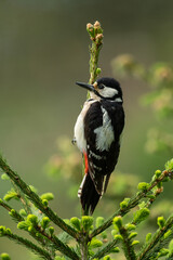 Great Spotted Woodpecker sitting on a branch