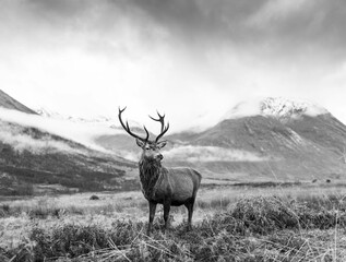 Wall Mural - monarch of the glen