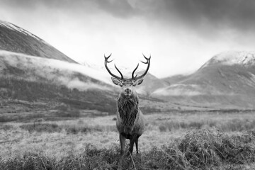 Wall Mural - monarch of the glen