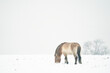 Przewalski's Horse looking for food under snow in the winter. Landscape winter art with Mongolian wild horse in nature habitat.