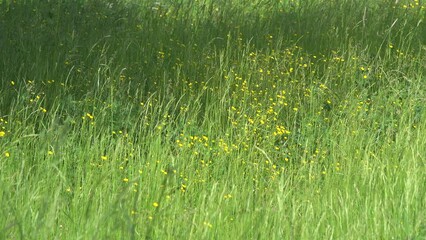 Wall Mural - Meadow grasses and flowers sway in a light breeze.