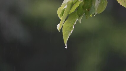 Wall Mural - Falling raindrops and leaves and the sounds of birdsong and thunder.