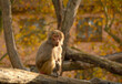 Baboon on the background of autumn trees