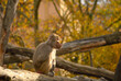 Baboon on the background of autumn trees