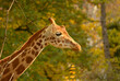 The head and neck of a giraffe on the background of autumn trees