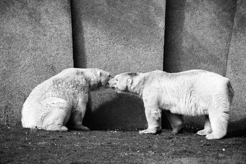 Canvas Print - polar bears