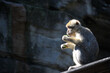 Macaque basking in the sun
