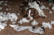 Naughty dog. Cute sorry looking dog with chewed up stuffing mess. Funny animal meme image.