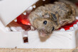 Dead rat caught in snap jaw mouse trap. Pest control image of humanely killed rat.
