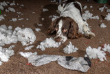 Fototapeta Zwierzęta - Naughty dog. Cute sorry looking dog with chewed up stuffing mess. Funny animal meme image.