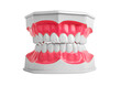White healthy teeth of fake dentistry jaw model with good enamel of tooth and pink gums isolated on white background