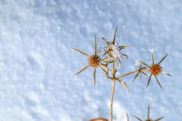 Wall Mural - Dry prickly plant covered with snow in nature