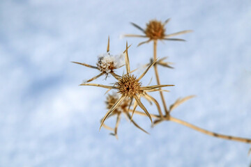 Wall Mural - Dry prickly plant covered with snow in nature