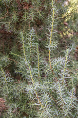 Wall Mural - Juniper twig. Juniper plant in nature