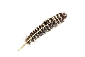 Big beautiful bird feather isolated on white background