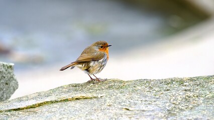 Canvas Print - Robin perched on a Rock