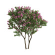 3d illustration of lilac tree isolated on transparent background
