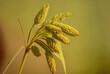 Panicum Miliaceum plant, often known as proso millet or common millet, in close up on a hazy yellow green backdrop. Generative AI