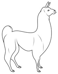 Wall Mural - Painted lama. Alpaca isolated illustration. Lama outline.