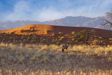 Wall Mural - Gemsbok, Oryx gazella large antelope, on the dune escarpment in the Namib Desert in the Namib-Naukluft National Park of Namibia.