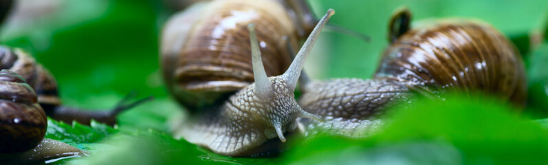 Many snails crawl on green leaves close-up. The use of snail mucus in cosmetology. Skin care and beauty concept