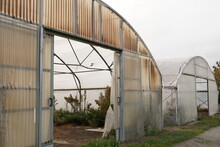 View On Two Big Abandoned Greenhouses Without Door. There Are Weeds Growing Abundantly Inside. Metal Construction Is Covered With Plastic Polyethylene Foil And Polycarbonate Panels.