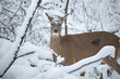 white tail deer in snow during winter