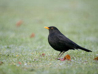 Canvas Print - Blackbird, Turdus merula