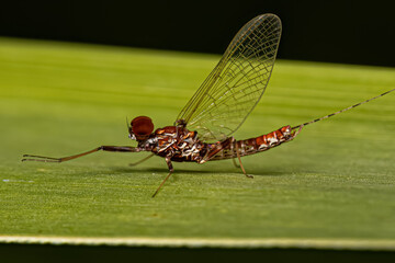 Canvas Print - Adult Male Prong-gilled Mayfly