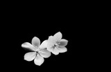 Fototapeta Kwiaty - Pure white flowers on black backgropund