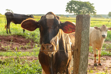 Canvas Print - Adult dark cow