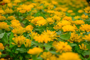 Canvas Print - Yellow Zinnia flower in the garden