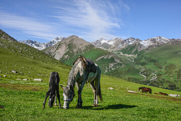 Horses grazing in the alpine grass, Jyrgalan, Kyrgyzstan