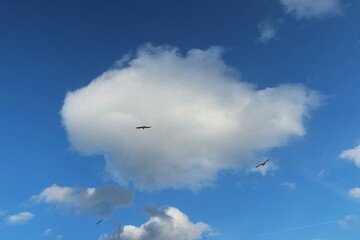 Canvas Print - Big fluffy cloud in blue sky and birds in flight