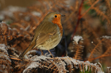 Wall Mural - a robin, erithacus rubecula, perching on a bracken plant on a cold frosty winters day.