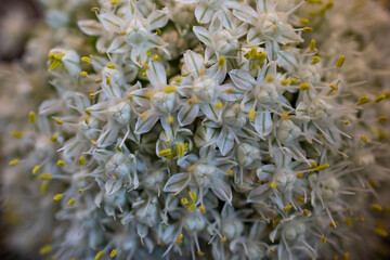 Wall Mural - Onion Flower on black background