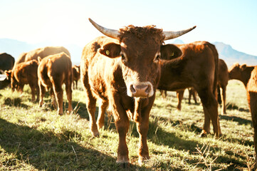 Wall Mural - Sustainability, cow and farm by herd walking on grass field, calm and relax for meat, milk and organic produce. Cattle farm, animal and livestock on agricultural pasture for dairy farm and production