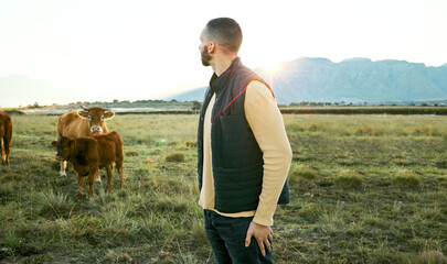 Aufkleber - Cow field, morning farm and man looking at agriculture growth, free range animals or countryside sunrise view. Eco friendly sustainability, beef and farmer farming cattle livestock on green grass