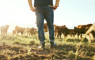 Wall Mural - Cow, farmer and man on grass field in nature for meat, beef or cattle food industry. Closeup back view of farming livestock, cows and agriculture animals, milk production and management in sunshine