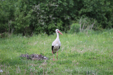 An adult European white stork bird walking near the nest on the green summer grass and eating frogs. Bird in nature