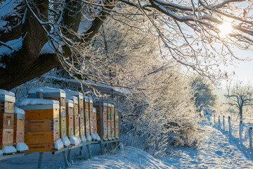 Poster - bee hives in winter - bee breeding (Apis mellifera) in beautiful winter sunny day